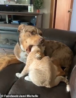 Dog Puts A Cat'S Entire Head In Its Mouth When Friendly Licking Turns  Sinister | Daily Mail Online