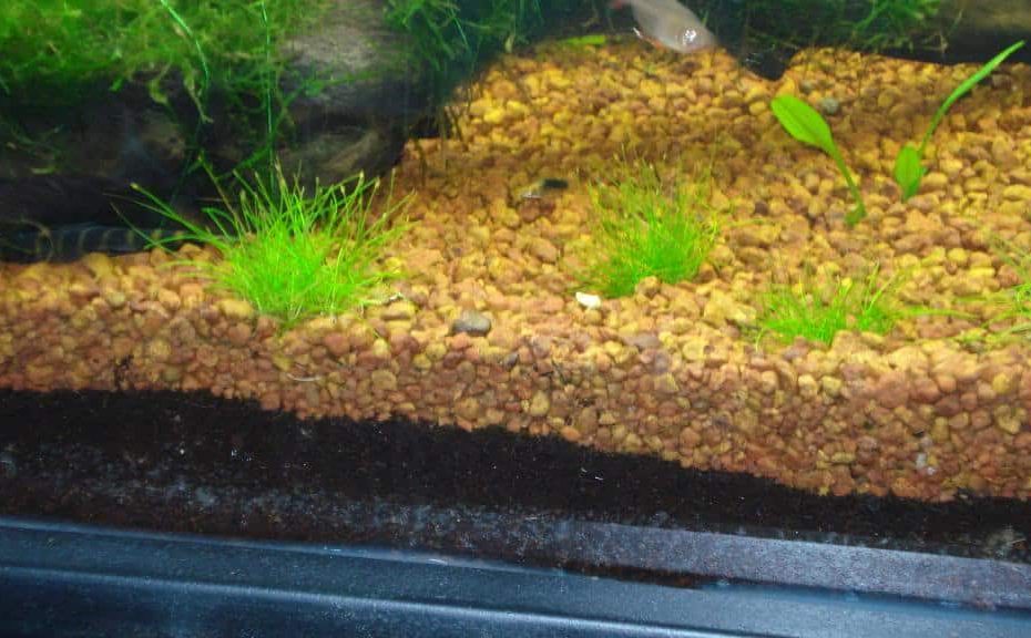 Choosing The Right Aquarium Substrate: Keeping Your Gravel Clean |  Fishkeeping Advice