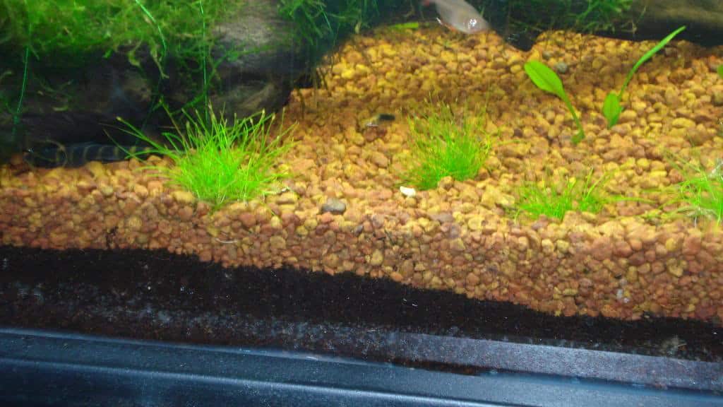 Choosing The Right Aquarium Substrate: Keeping Your Gravel Clean |  Fishkeeping Advice