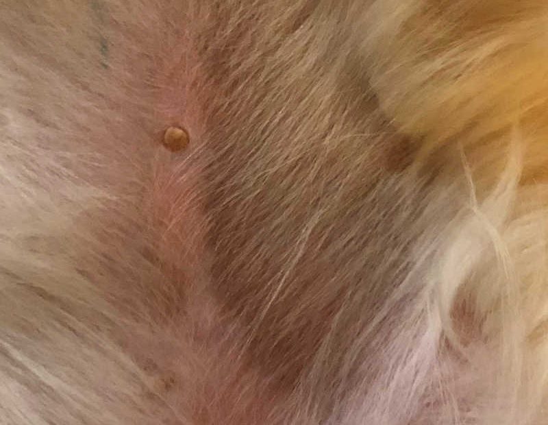 Black Spots On Dog Skin: 10 Causes [Pictures + Vet Advice]