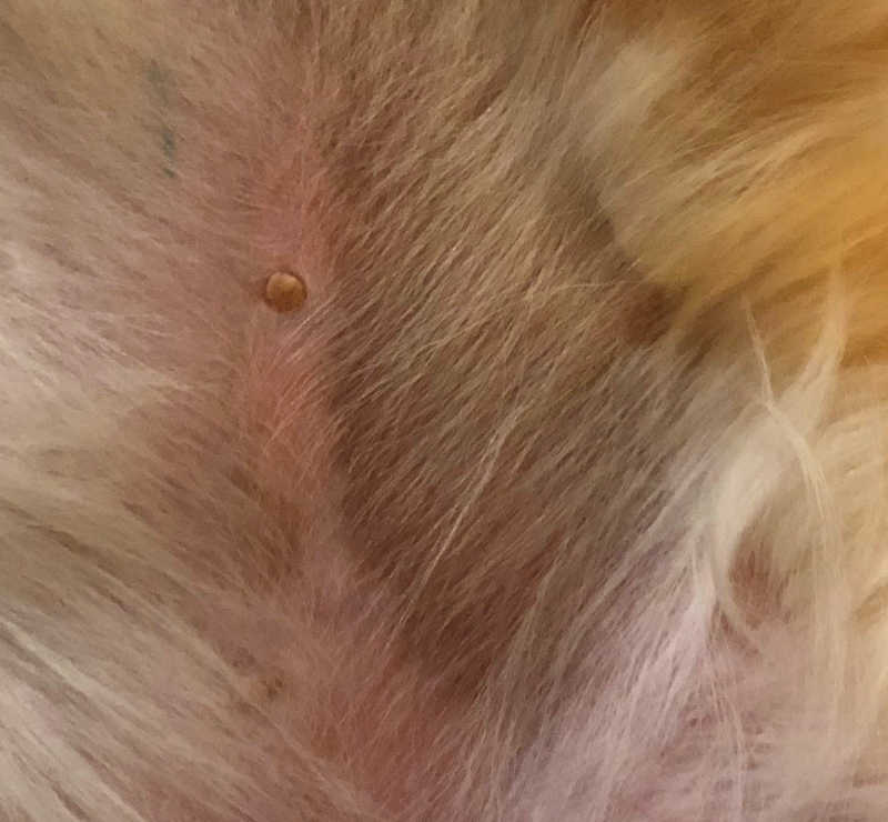 Black Spots On Dog Skin: 10 Causes [Pictures + Vet Advice]