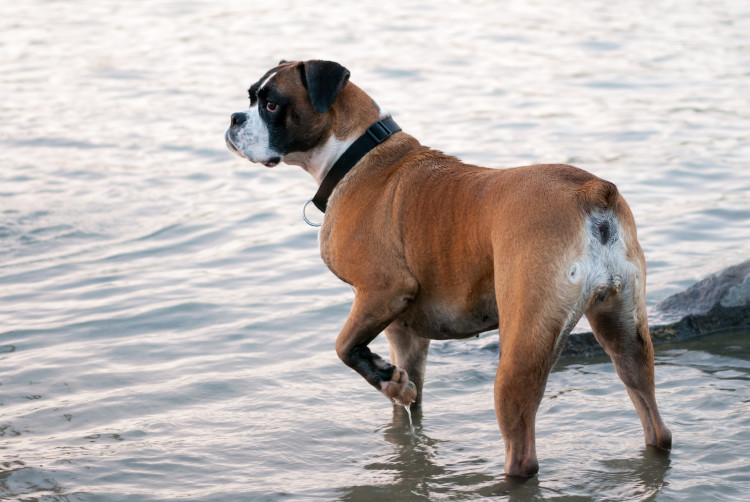 Boxer Growth & Weight Chart: Everything You Need To Know | Pawlicy Advisor