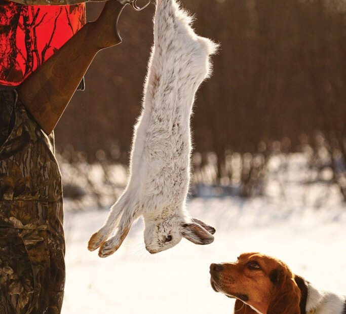 7 Hunting Breeds That Make Great Rabbit Dogs | Outdoor Life