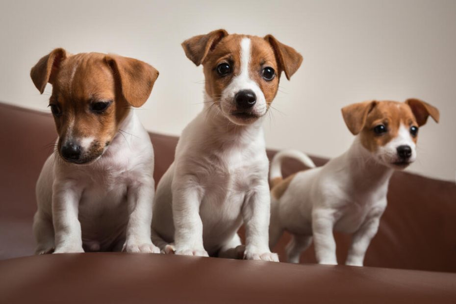 Jack Russell Terrier Dogs | Dog Breeds