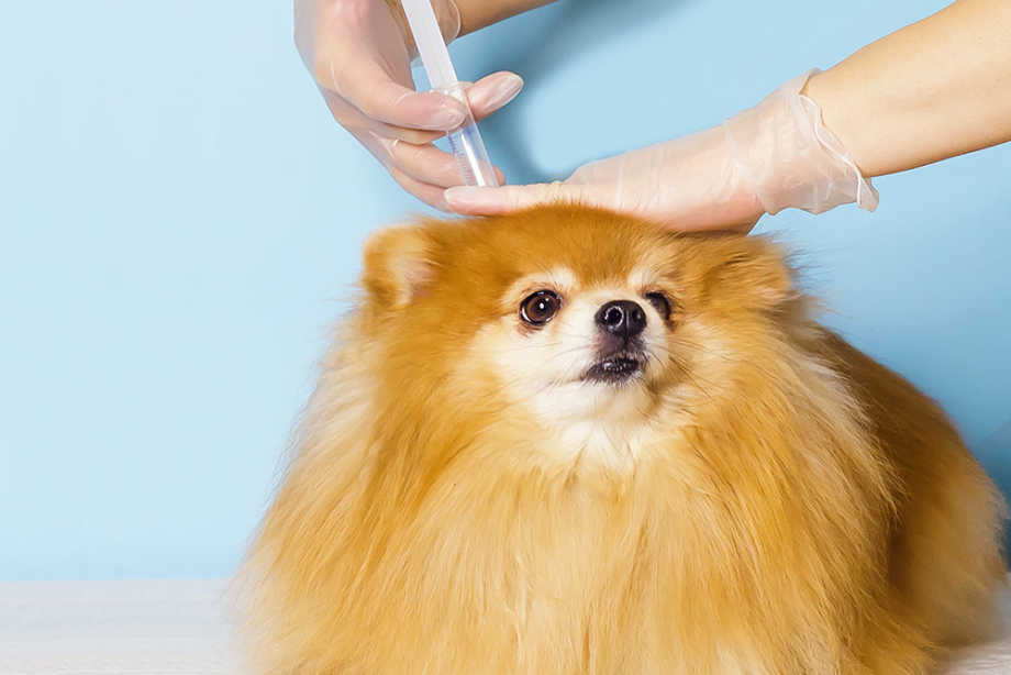 Dog Vaccine Schedule: A Guide To Dog & Puppy Shot Schedules | Small Door Veterinary Dog Vaccine Schedule: A Guide To Dog & Puppy Shot Schedules | Small Door Veterinary