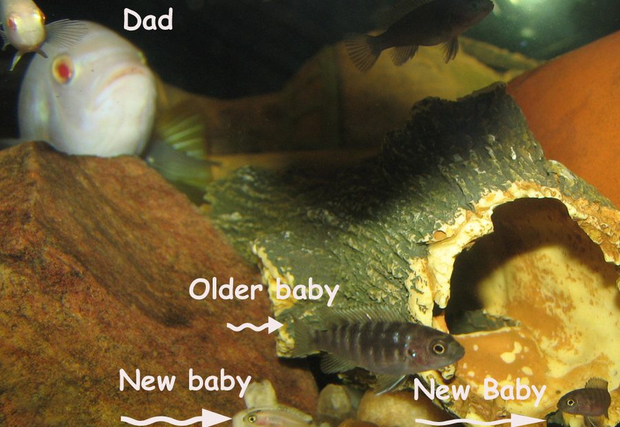 How Long Does It Take Malawi Cichlids Fry To Grow Big Enough To Go In Tank  ... | My Aquarium Club