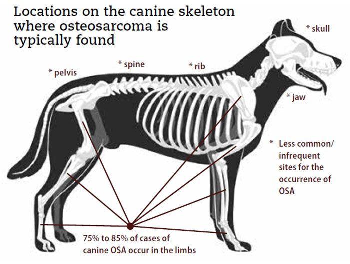 Osteosarcoma: Causes, Diagnosis, And Treatment - Whole Dog Journal
