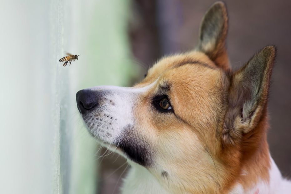 When Your Dog Is Stung By A Bee: Acute Allergic Reactions · The Wildest
