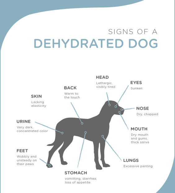 what-are-the-signs-of-dehydration-in-a-dog-recognizing-the-warning-signals