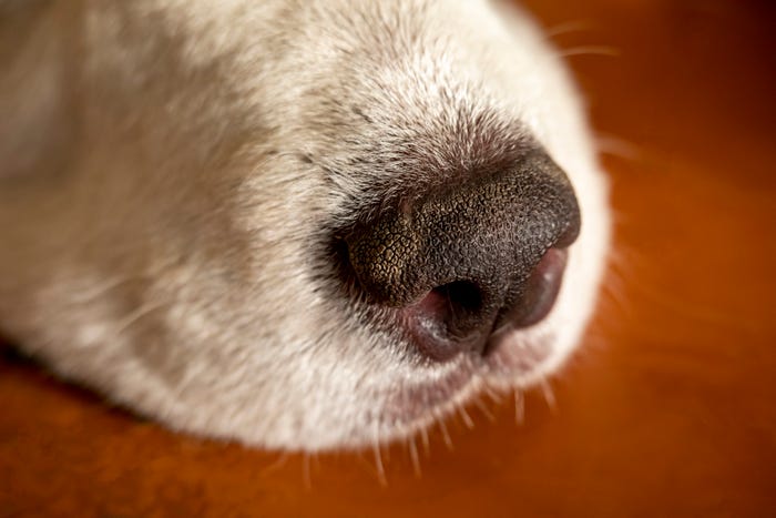 Why Is My Dog's Nose Dry? 6 Causes Why Is My Dog'S Nose Dry? 6 Causes
