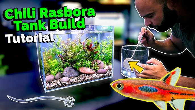 Chili Rasbora Care – Best Tiny Fish For 5-Gallon Tanks? - Youtube