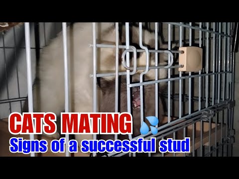 CATS MATING - SIGNS OF A SUCCESSFUL STUD