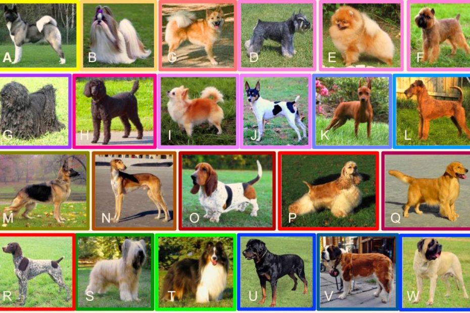 Dna Study Sheds Light On Evolution Of Dog Breeds | Sci.News