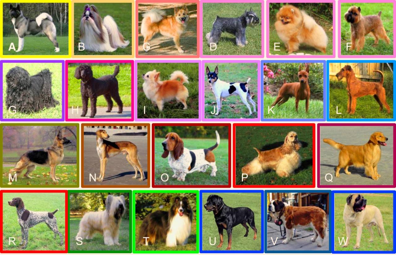 Dna Study Sheds Light On Evolution Of Dog Breeds | Sci.News