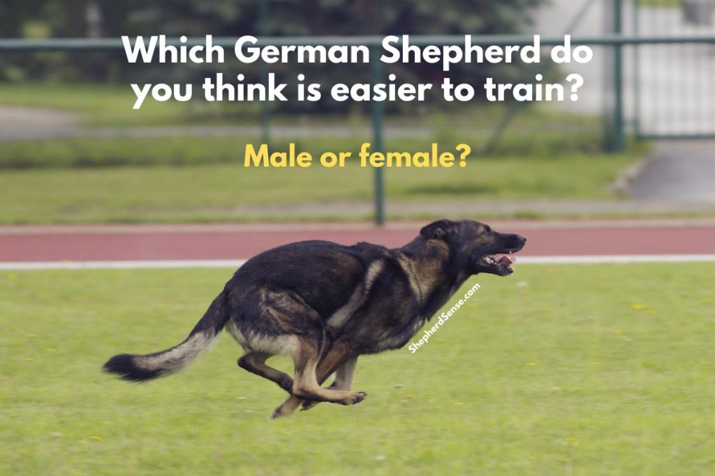 Male Vs Female German Shepherd: Which Is Better? - Shepherd Sense