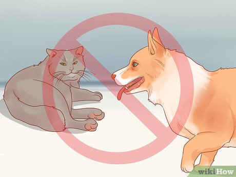 4 Ways to Stop Your Cat from Attacking Your Dog - wikiHow 4 Ways To Stop Your Cat From Attacking Your Dog - Wikihow